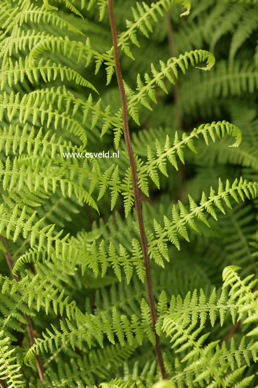 Athyrium filix-femina 'Rotstiel'