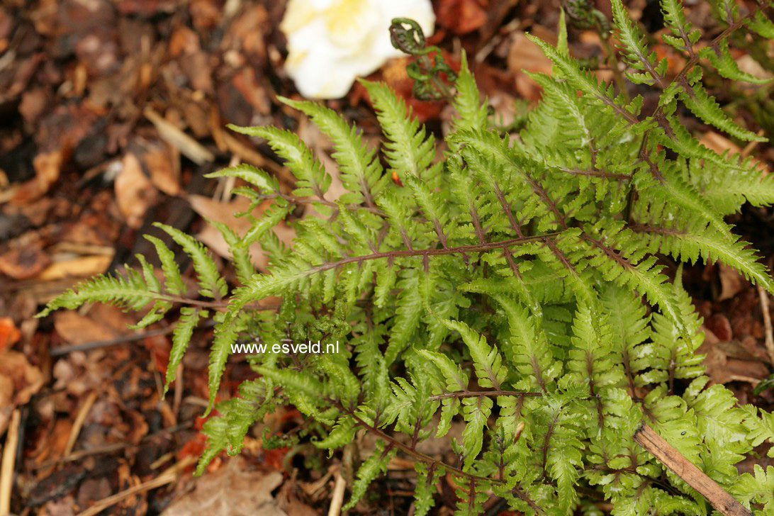 Athyrium niponicum 'Red Beauty'