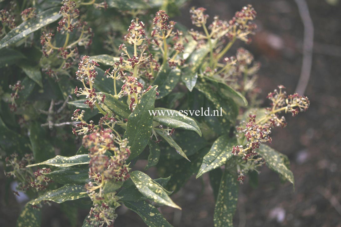 Aucuba japonica 'Yokoi's Dwarf'