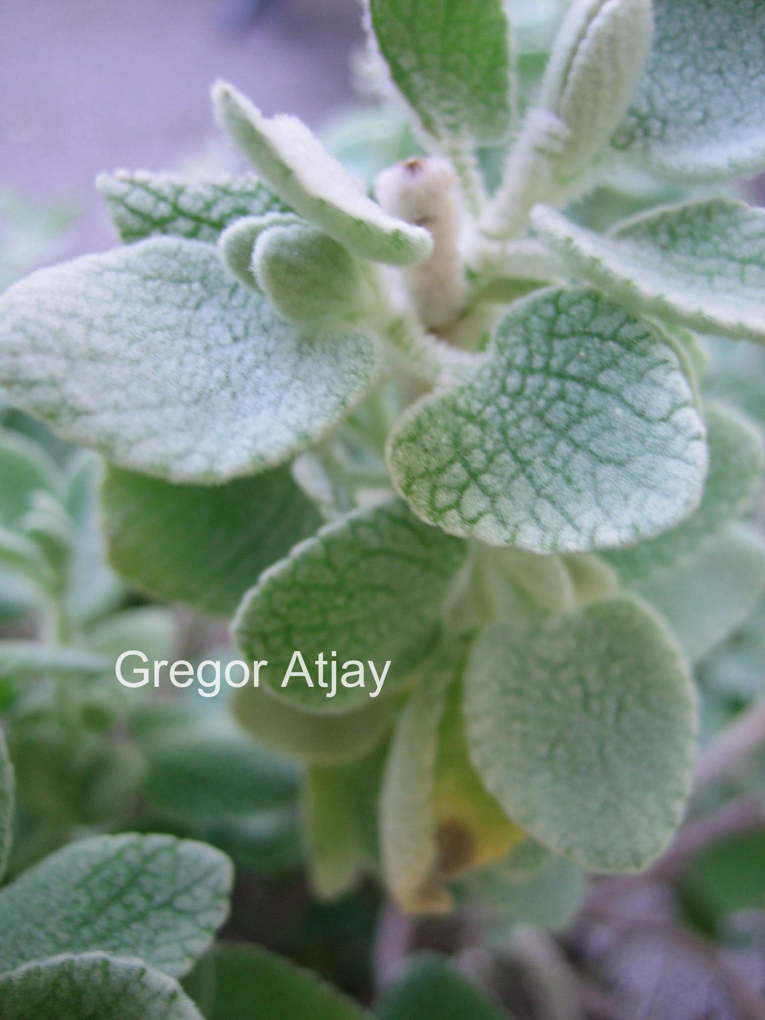 Ballota pseudodictamnus