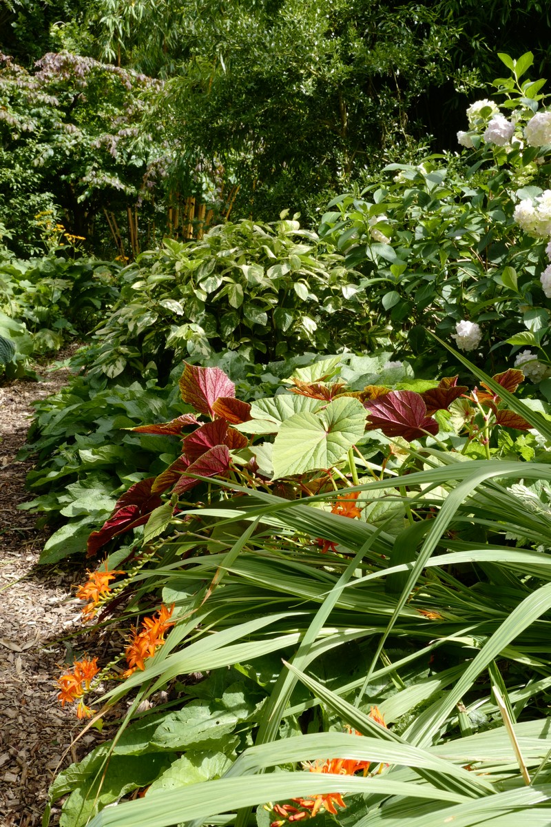 Begonia grandis 'Claret Jug'