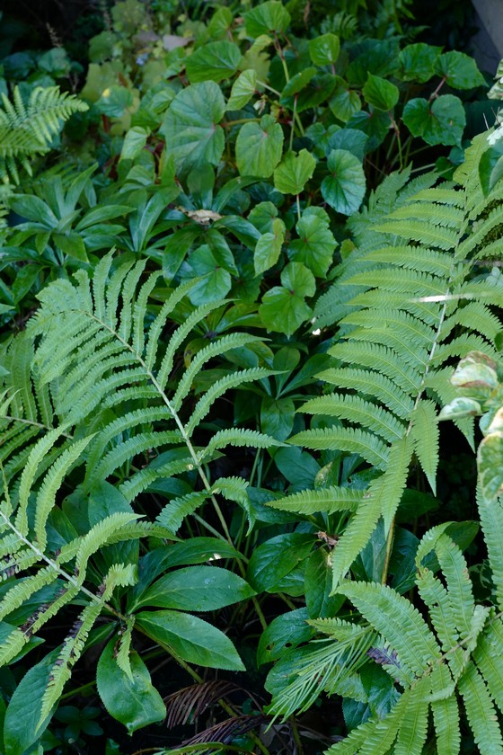 Begonia grandis