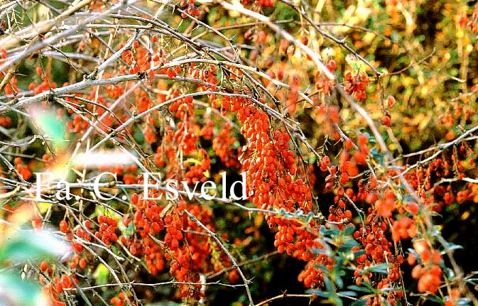 Berberis 'Red Tears'