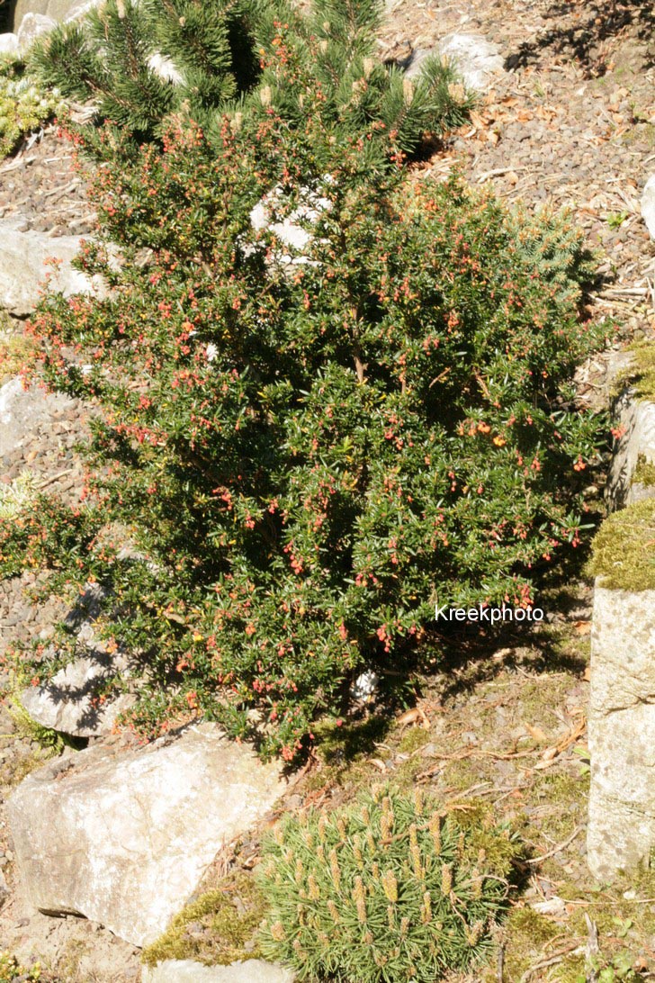 Berberis darwinii 'Compacta'