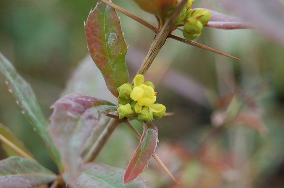 Berberis kawakamii var. formosana