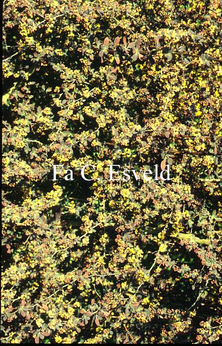 Berberis ottawensis 'Decora'