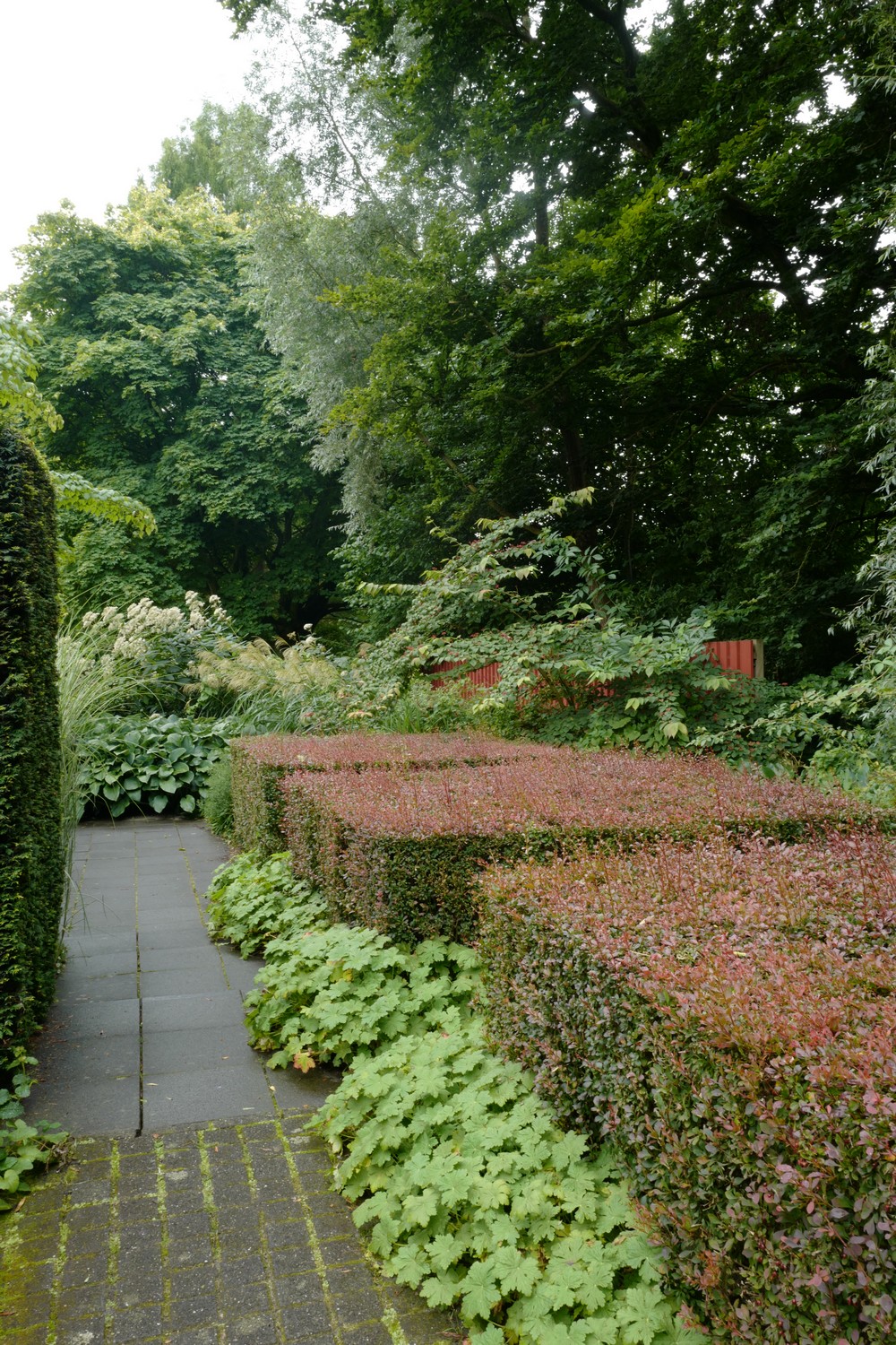Berberis thunbergii 'Atropurpurea'