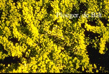 Berberis thunbergii 'Aurea'