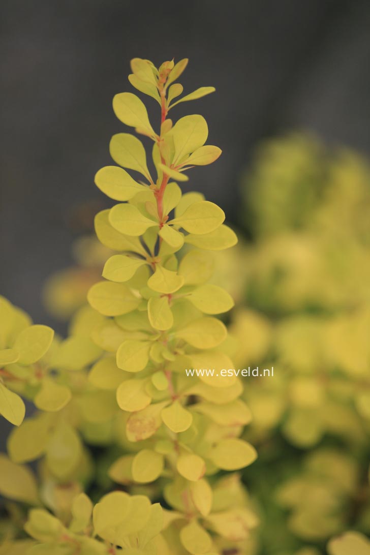 Berberis thunbergii 'Golden Carpet'