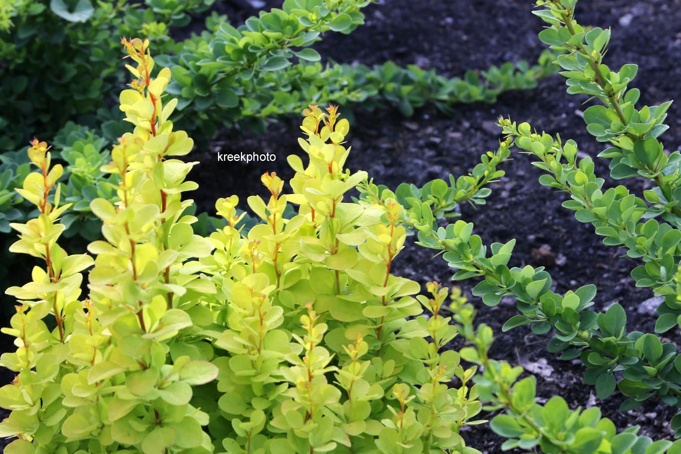 Berberis thunbergii 'Golden Torch'