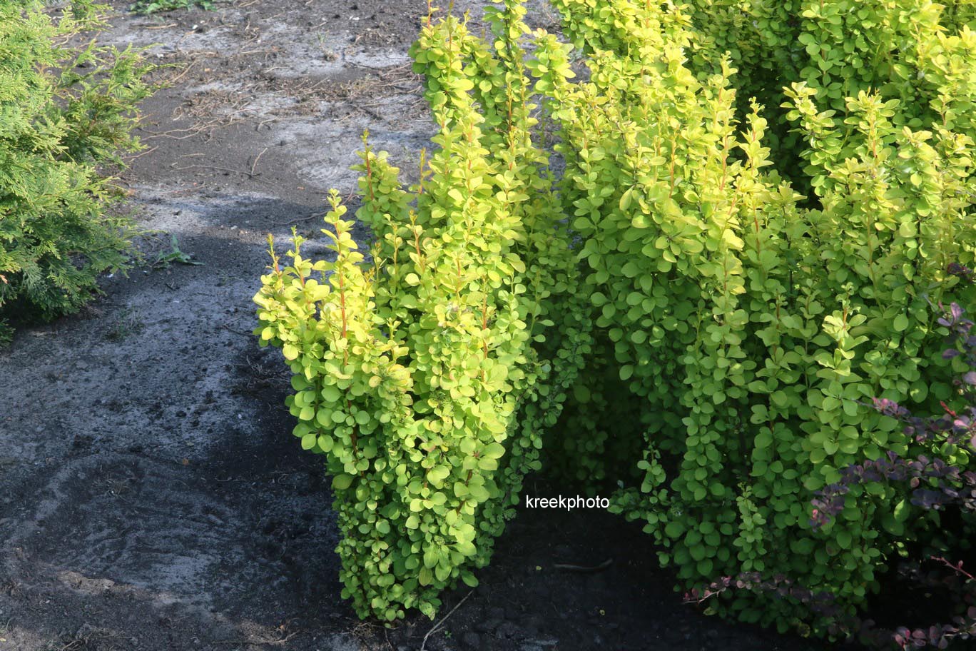 Berberis thunbergii 'Maria'