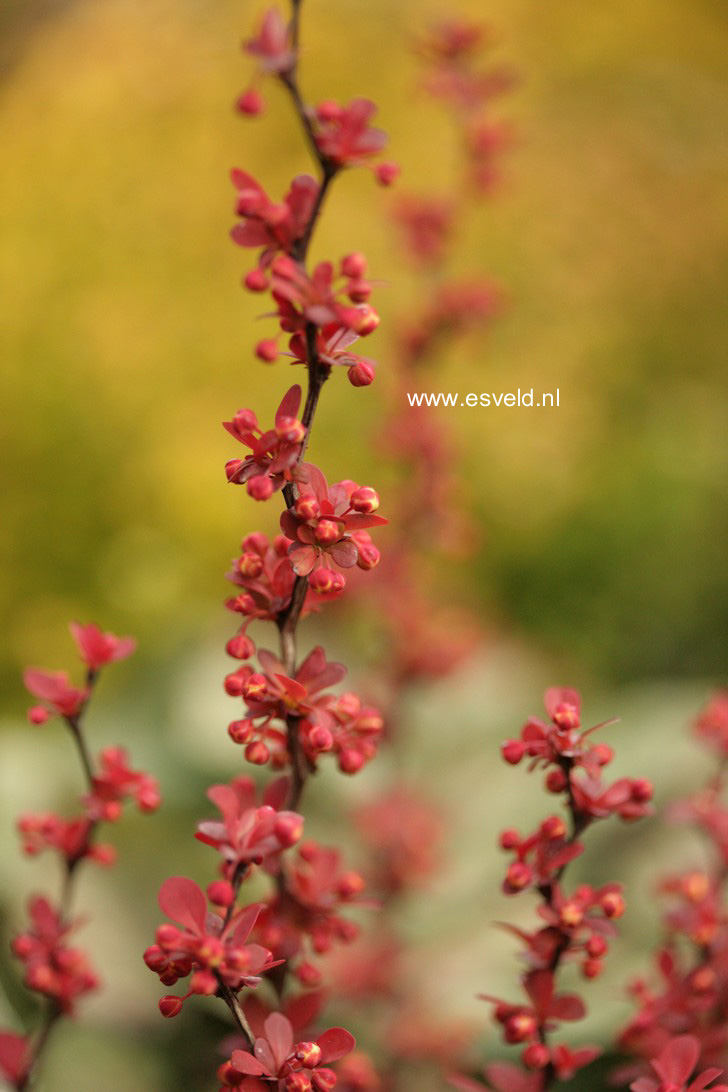 Berberis thunbergii 'Orange Rocket'