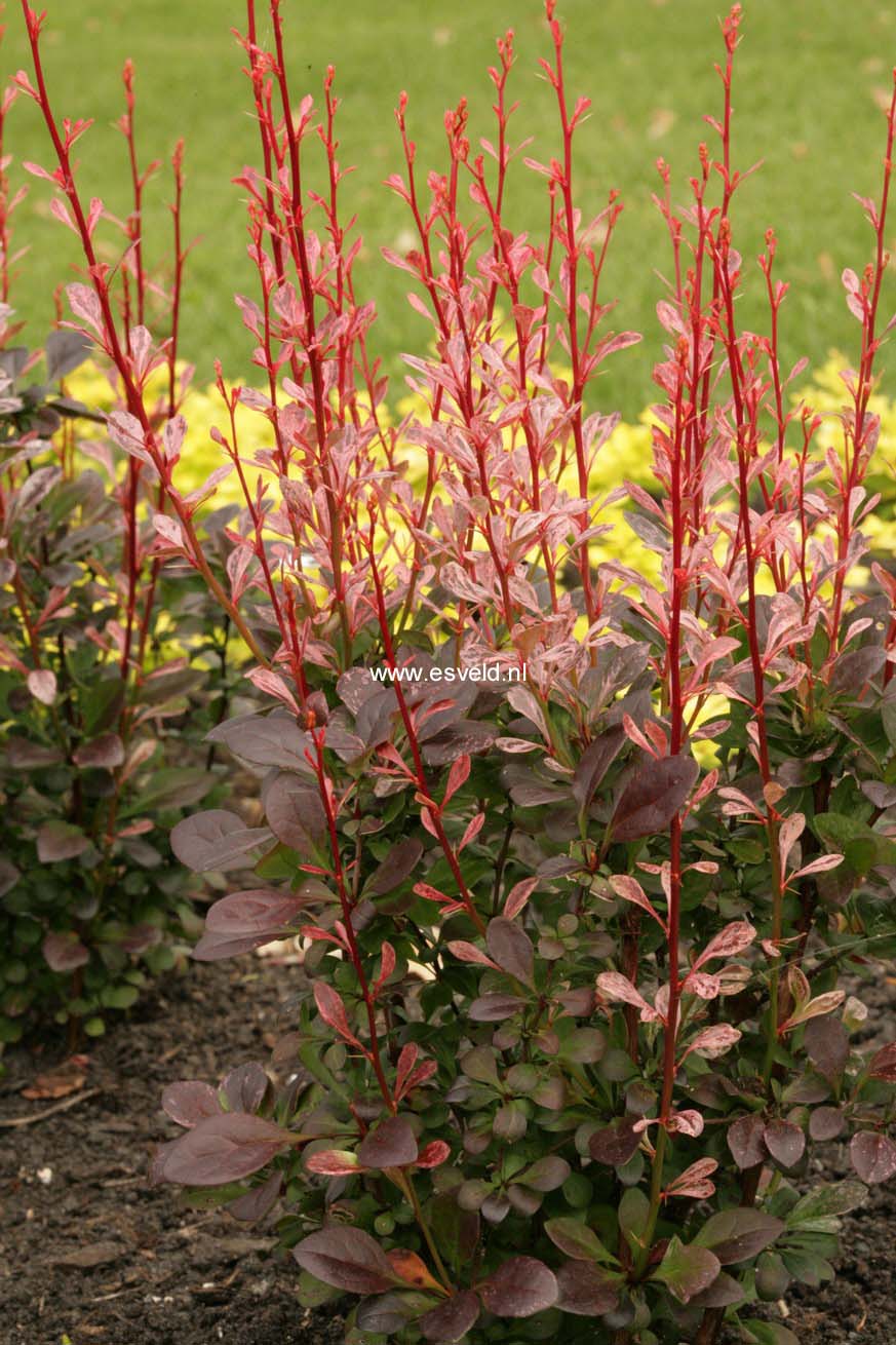 Berberis thunbergii 'Rosy Rocket'