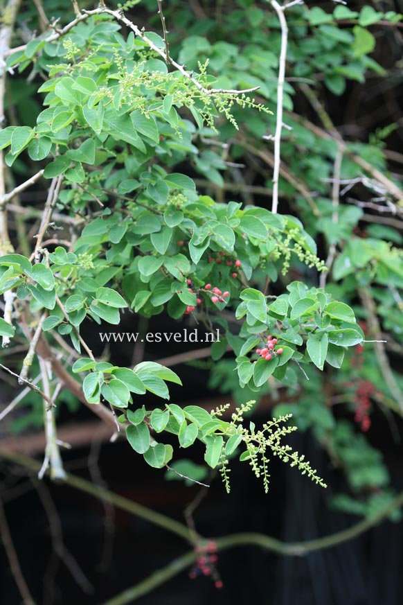 Berchemia racemosa