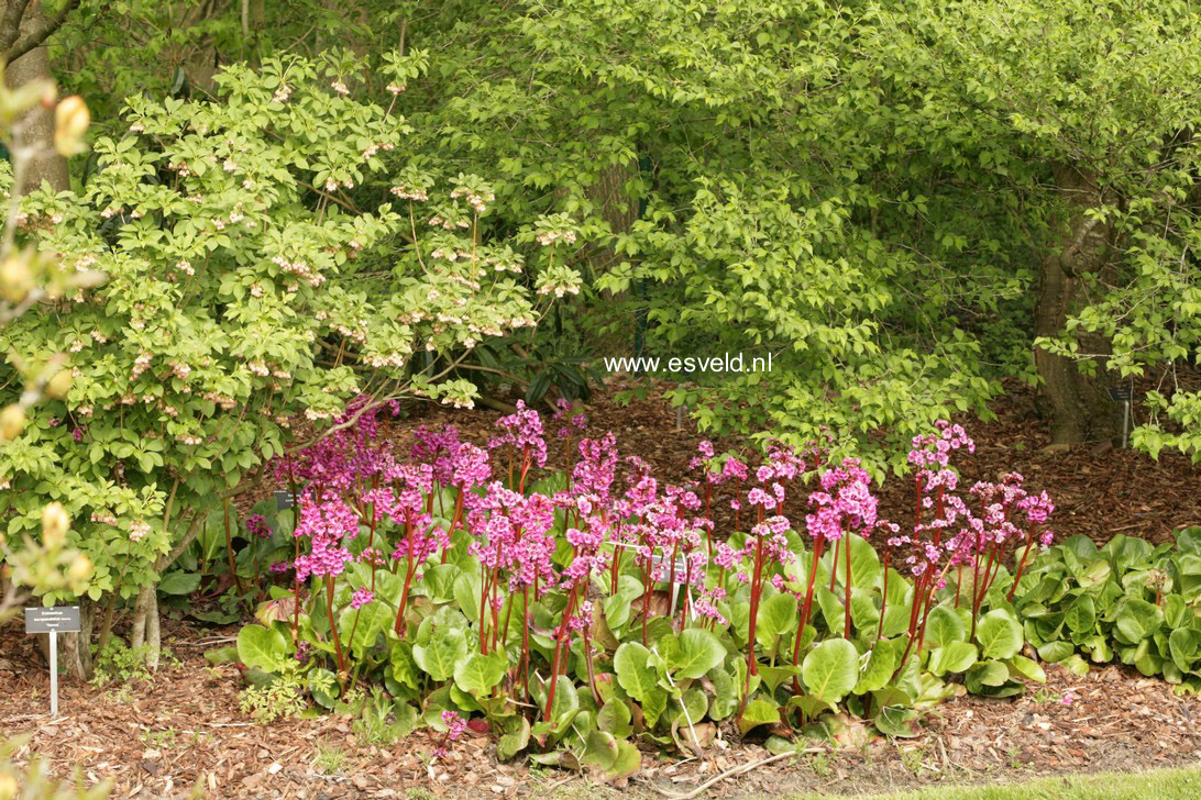 Bergenia 'Bressingham Beauty'