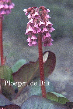 Bergenia 'Perfect'