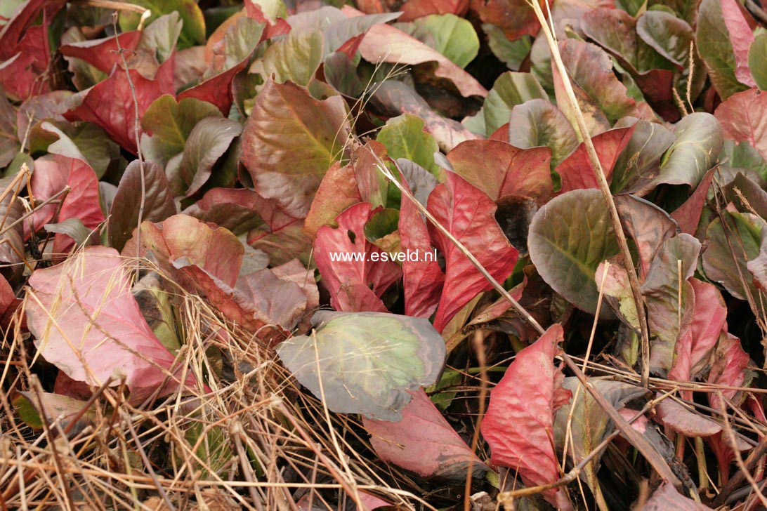 Bergenia 'Vintergloed'