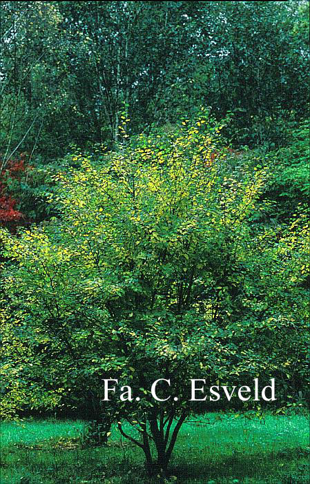 Betula chichibuensis