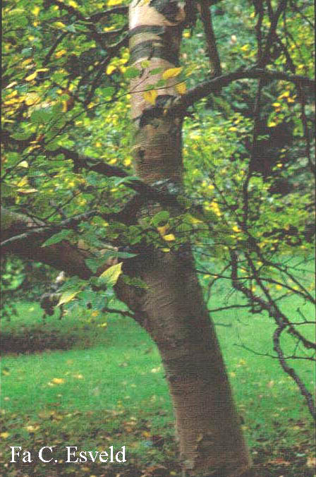 Betula costata