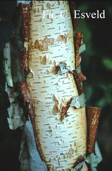 Betula davurica 'Maurice Foster'