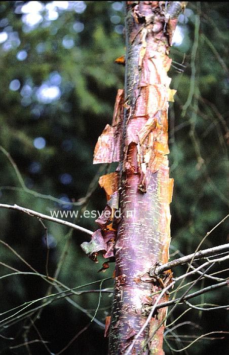 Betula delavayi