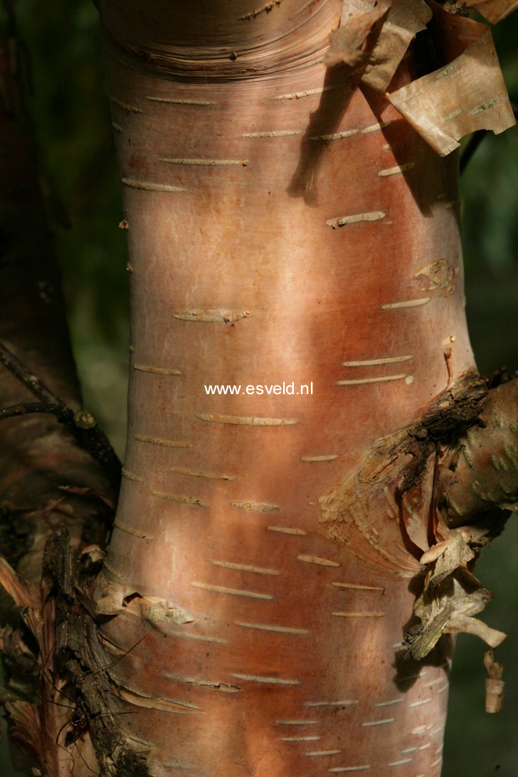 Betula ermanii 'Hakkoda Orange'