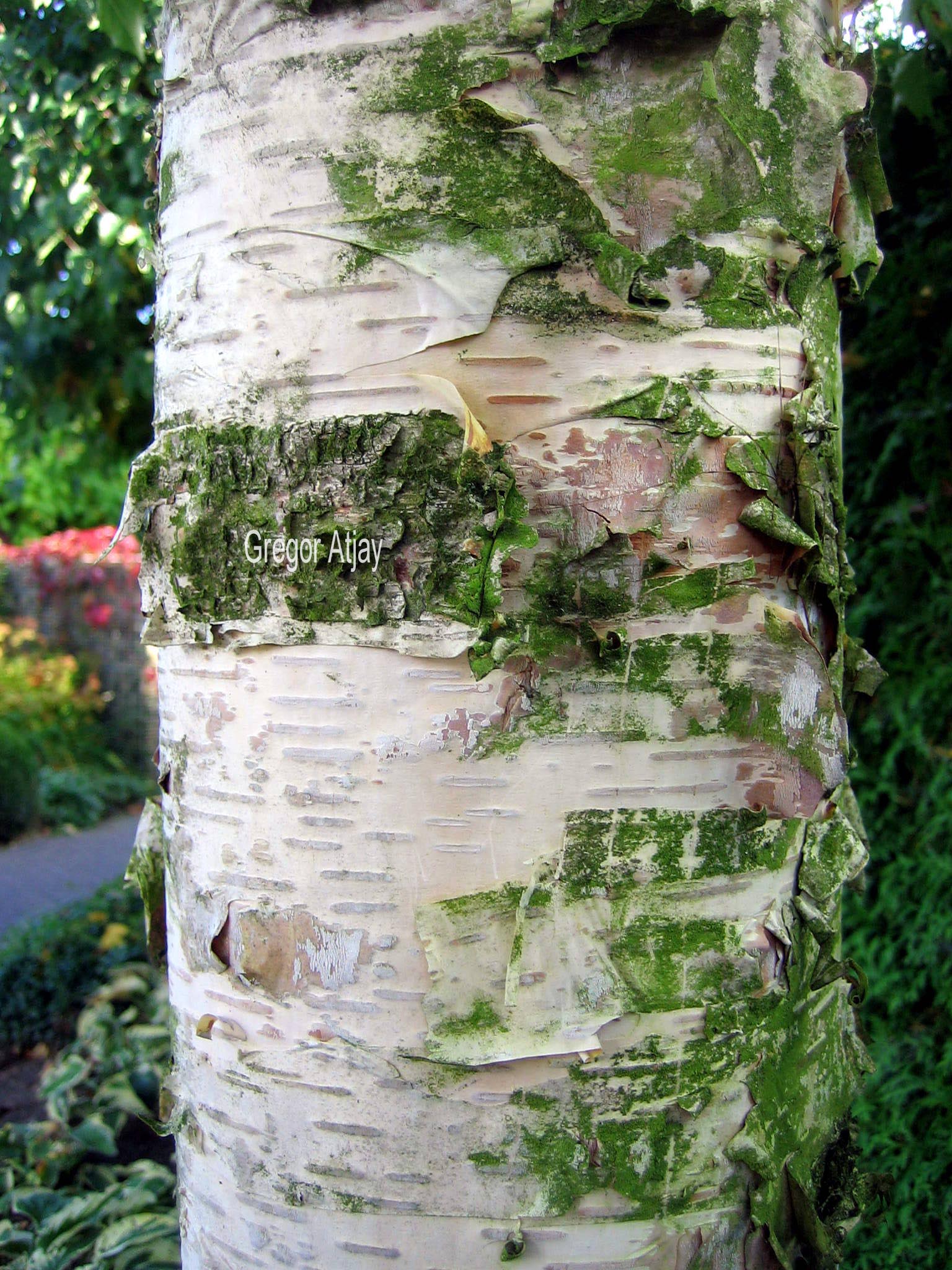Betula ermanii 'Holland'
