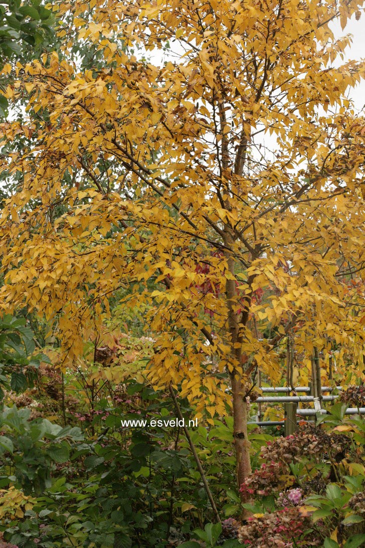 Betula ermanii 'Mount Zao'
