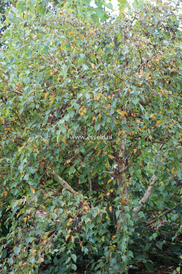 Betula ermanii 'Pendula'