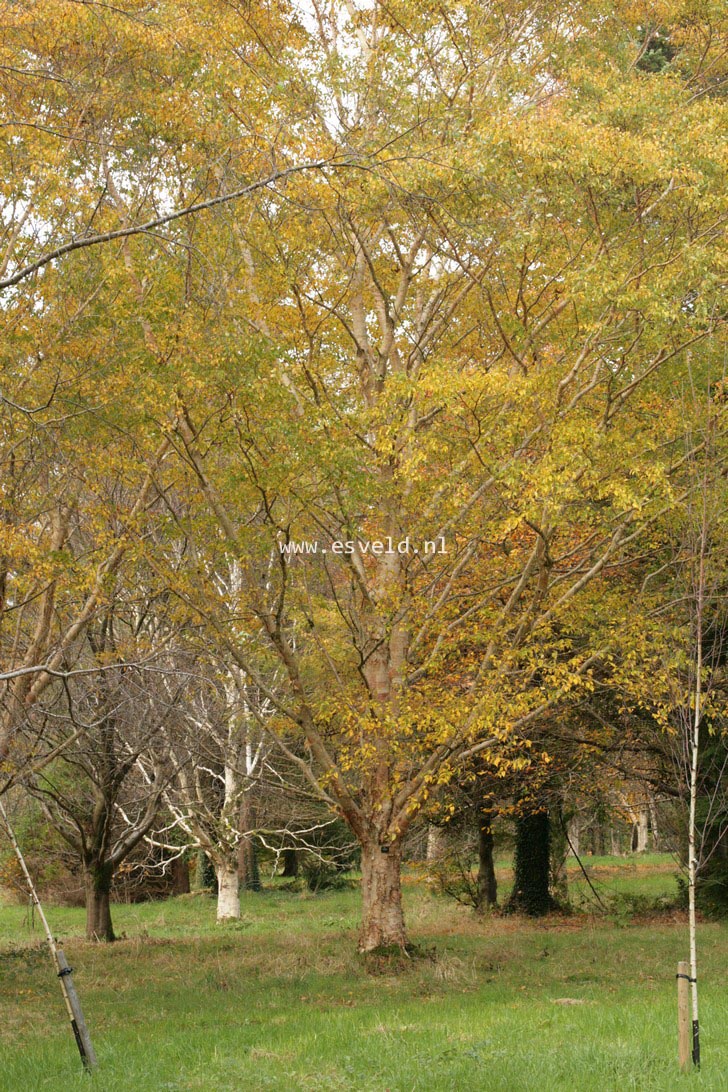 Betula ermanii var. subcordata