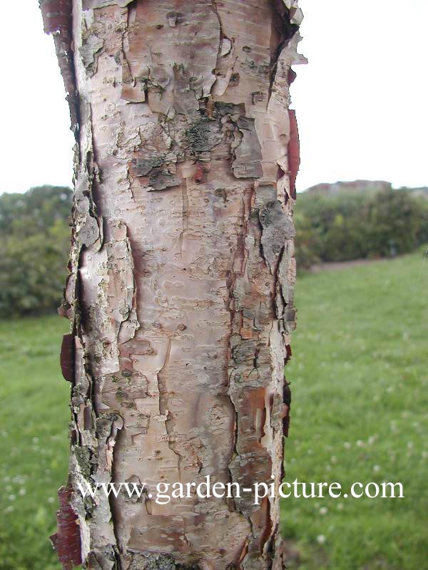 Betula grossa
