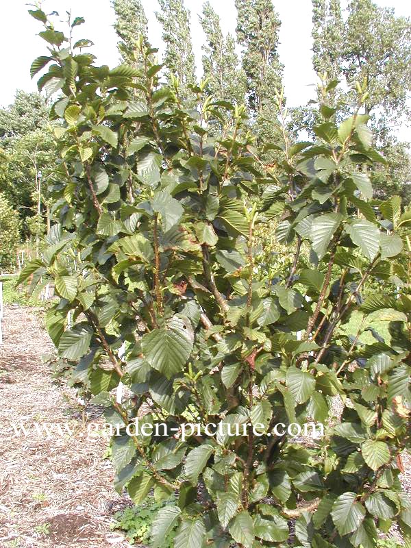 Betula medwediewii 'Gold Bark'