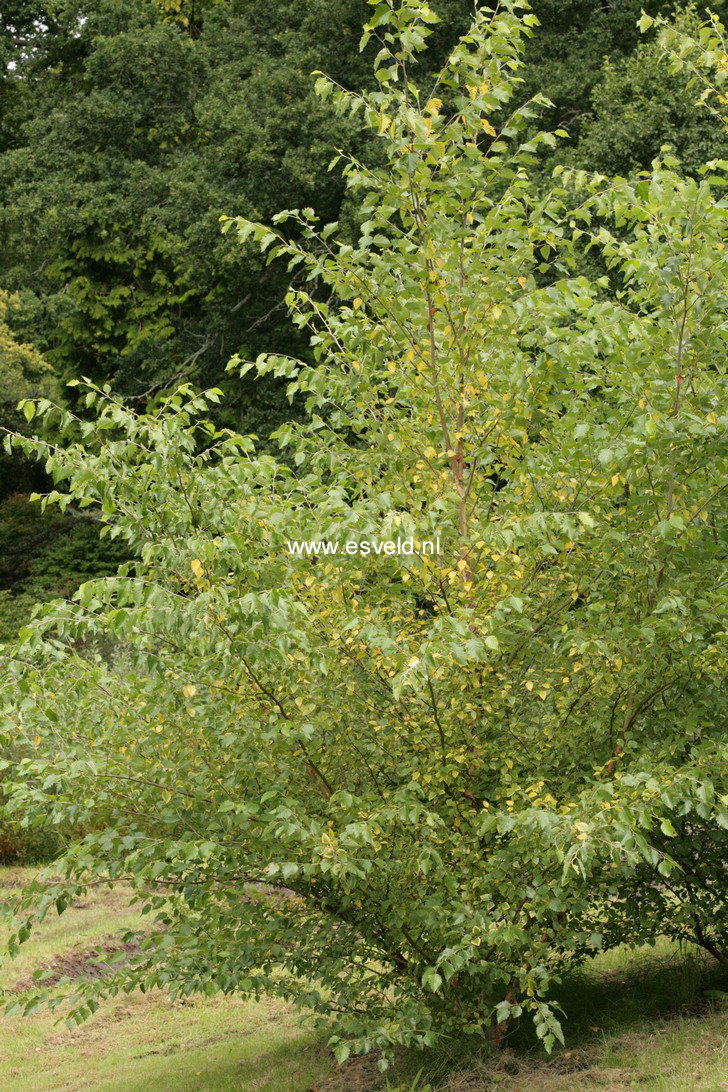 Betula nigra 'Little King' (FOX VALLEY)