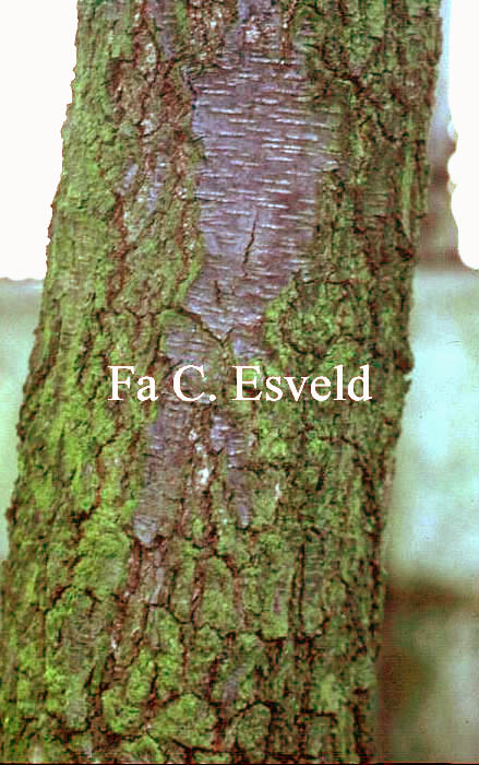 Betula obscura