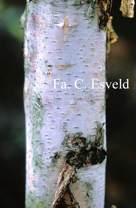 Betula papyrifera 'Saint George'