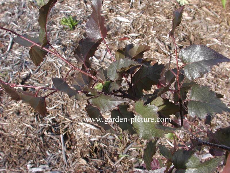 Betula pendula 'Crimson Frost'