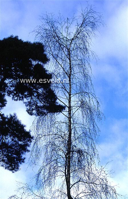 Betula pendula 'Westonbirt'