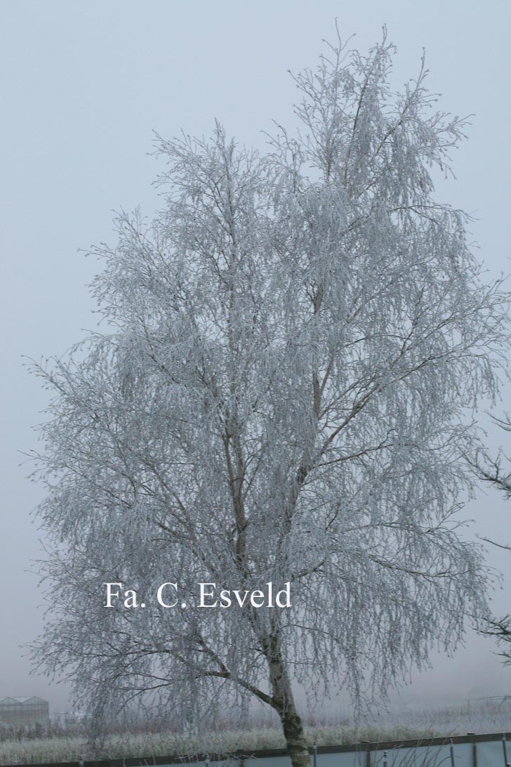 Betula platyphylla japonica