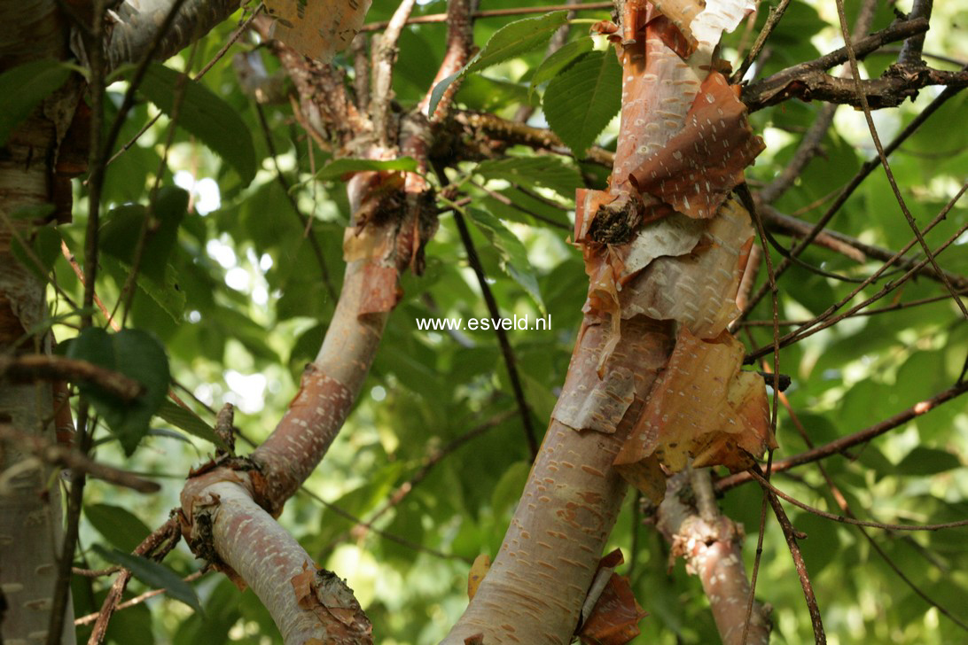 Betula utilis 'Forrest's Blush'