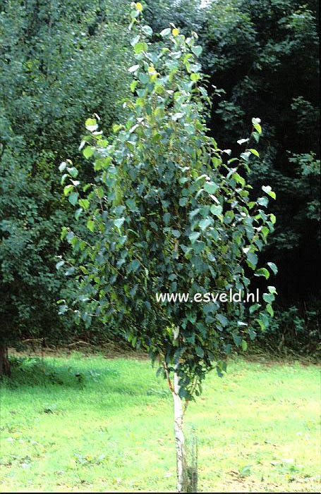 Betula utilis 'Grayswood Ghost'