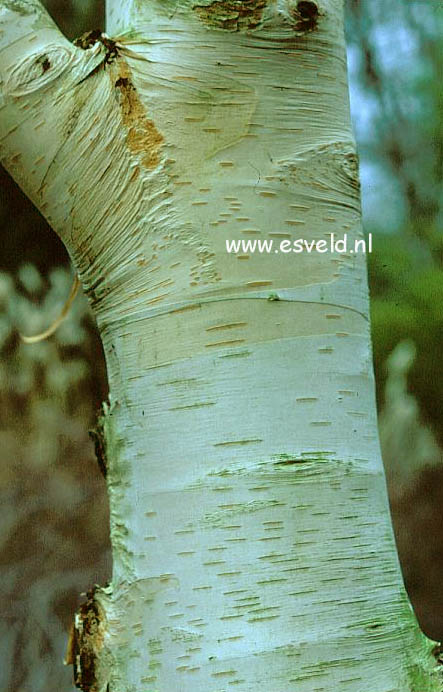 Betula utilis 'Silver Shadow'