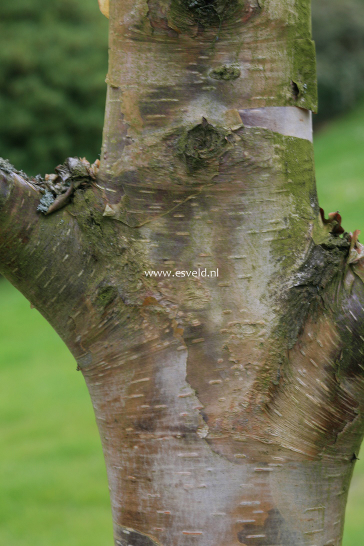 Betula utilis 'Wakehurst Chocolate'