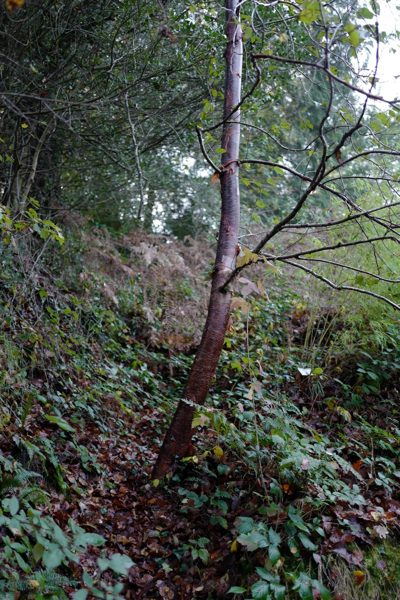 Betula utilis prattii