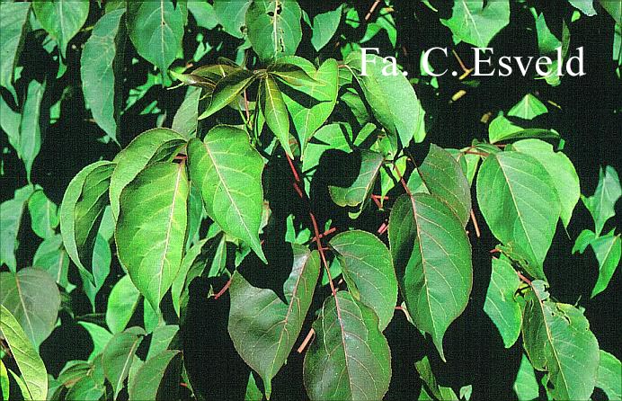 Bischofia polycarpa