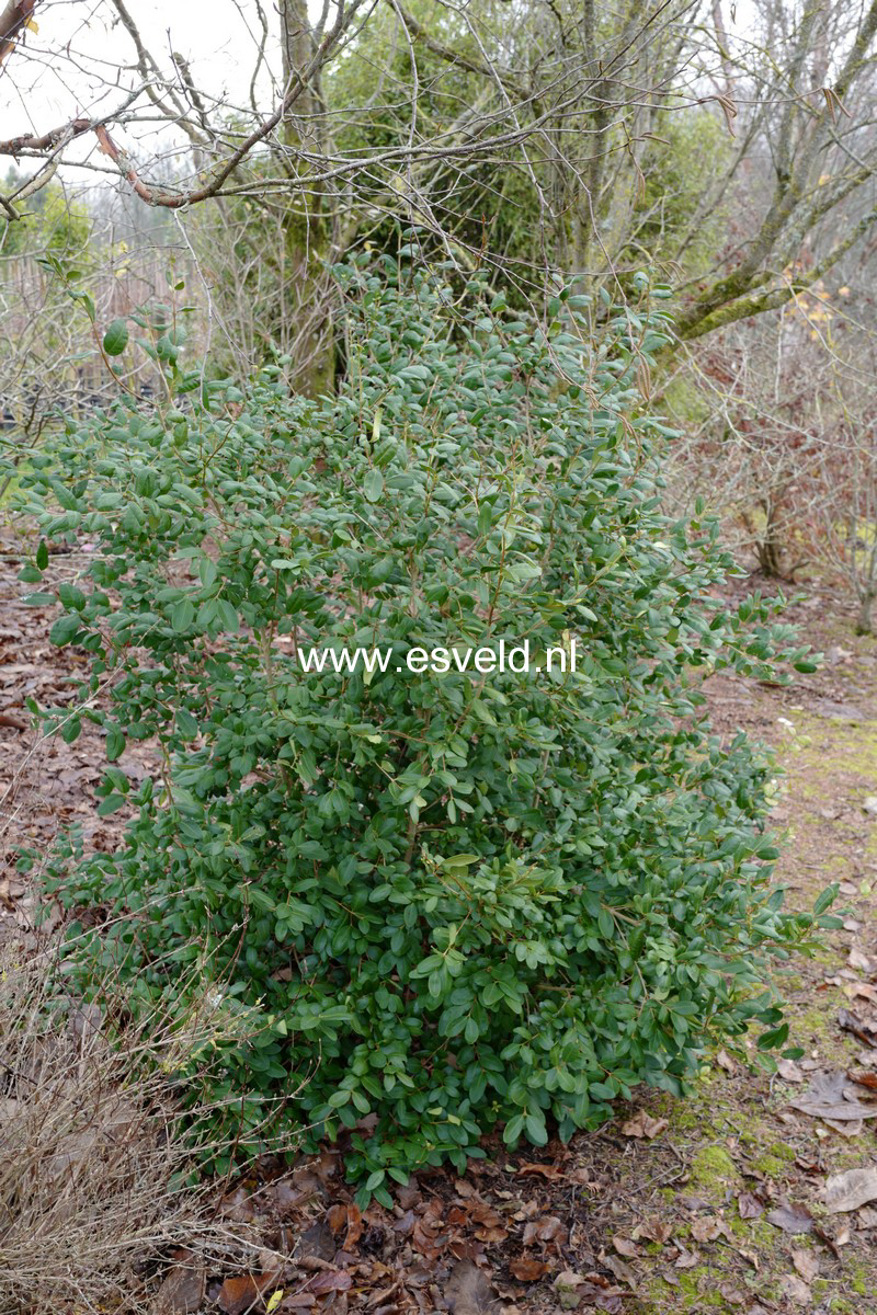 Blepharocalyx cruckshanksii