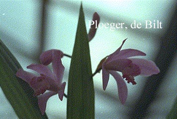 Bletilla striata