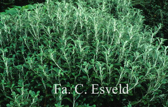 Brachyglottis monroi