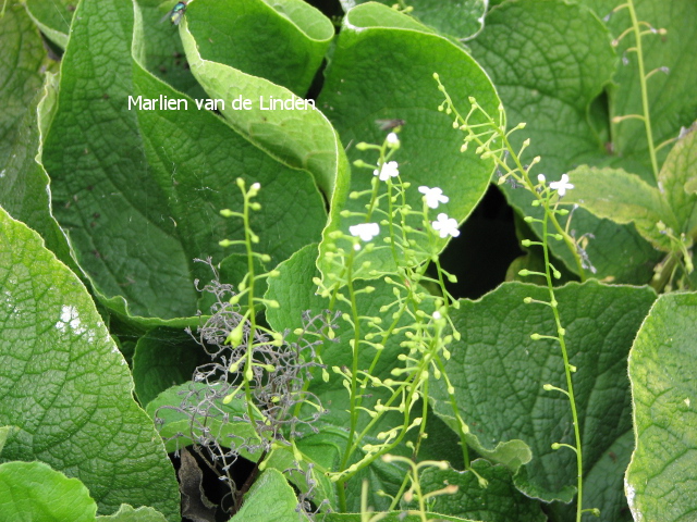 Brunnera macrophylla 'Betty Bowring'