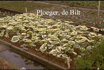 Brunnera macrophylla 'Variegata'