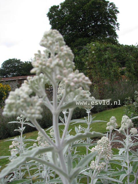 Buddleja 'Morning Mist' (SILVER ANNIVERSARY)